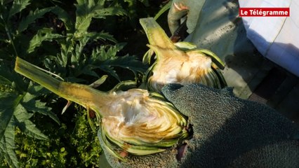 Carantec (29). Une matinée dans une culture d'artichauts