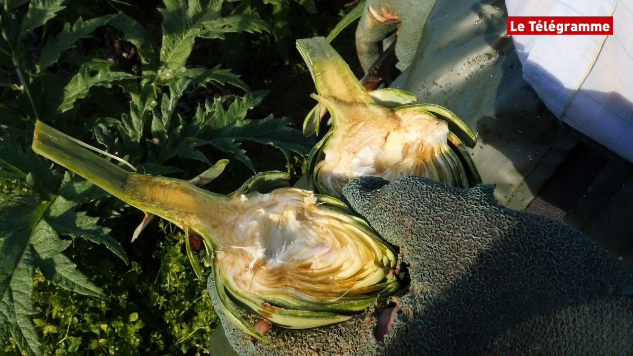 Carantec (29). Une matinée dans une culture d'artichauts