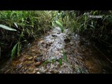 No topo da Serra da Mantiqueira, chuvas fazem renascer nascentes do Rio Jaguari