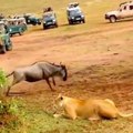 Male lion shows female how to hunt