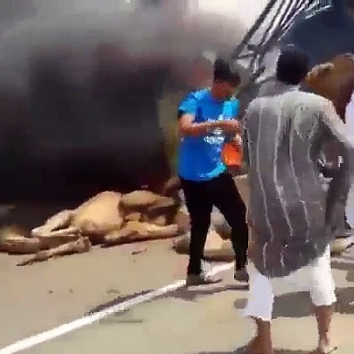 Road Accident in Saudi Arabia... Camels Vs Trucks. OMG!!