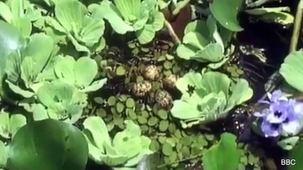 Top 10 Amazing Facts About Birds' Nests - amazing birds