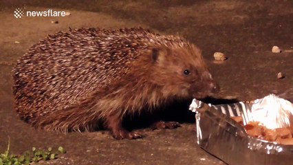 Cute wild hedgehog tucks into food