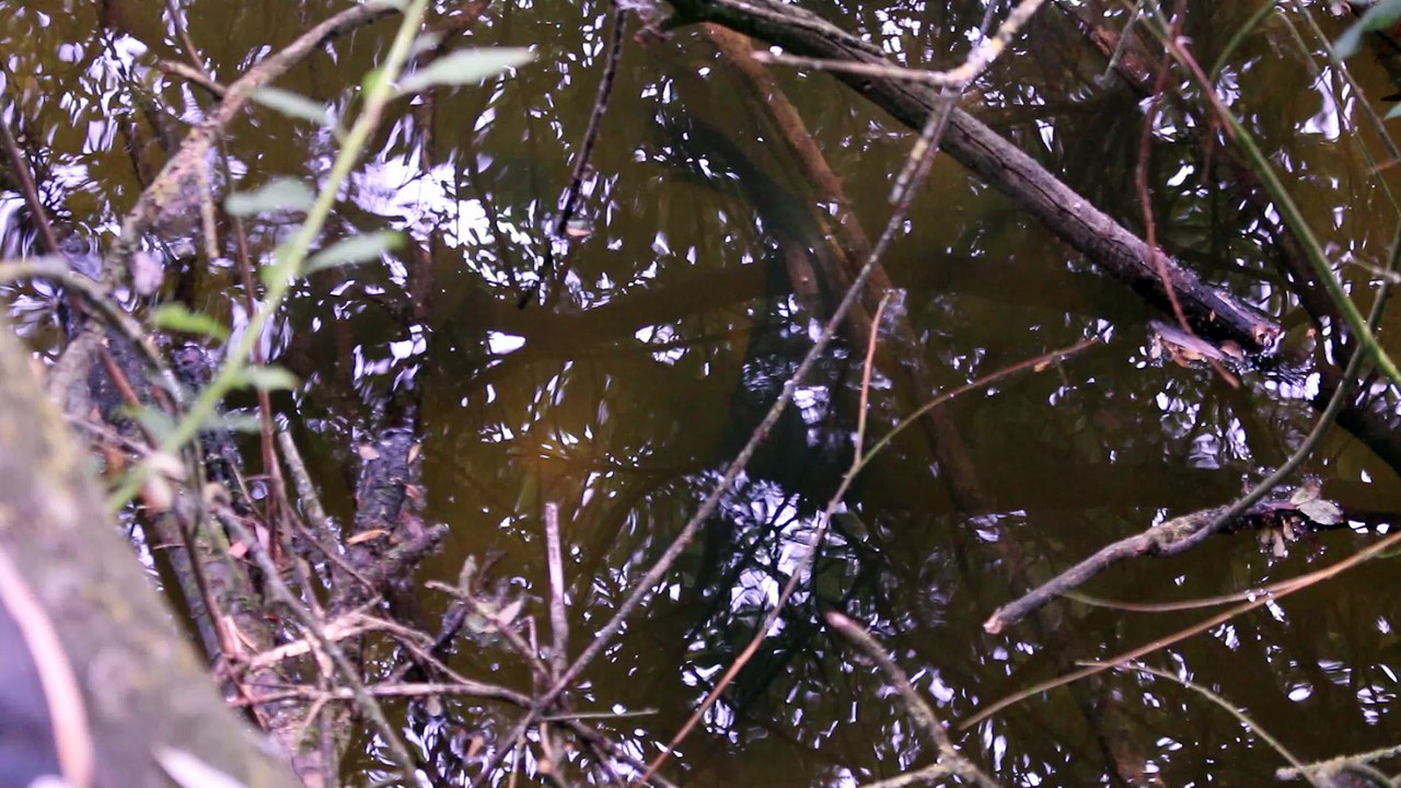 woolpack scaleys feeding on bio