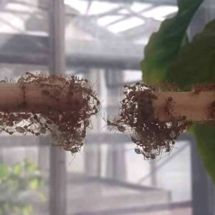 Hormigas formando un puente