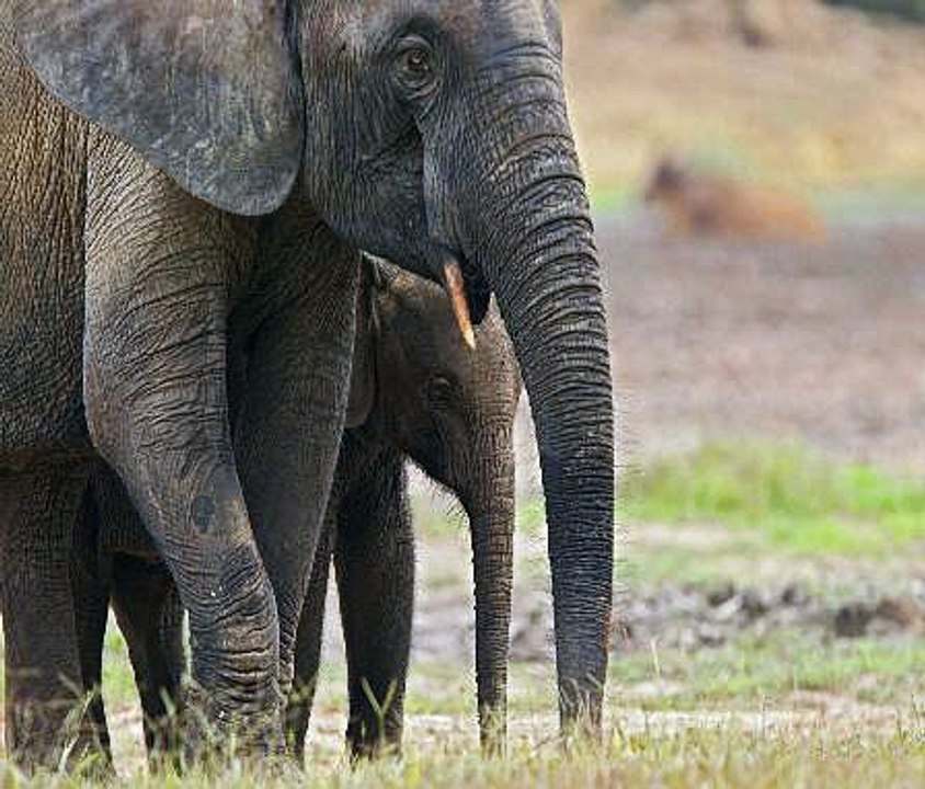 500 Elephants Moved