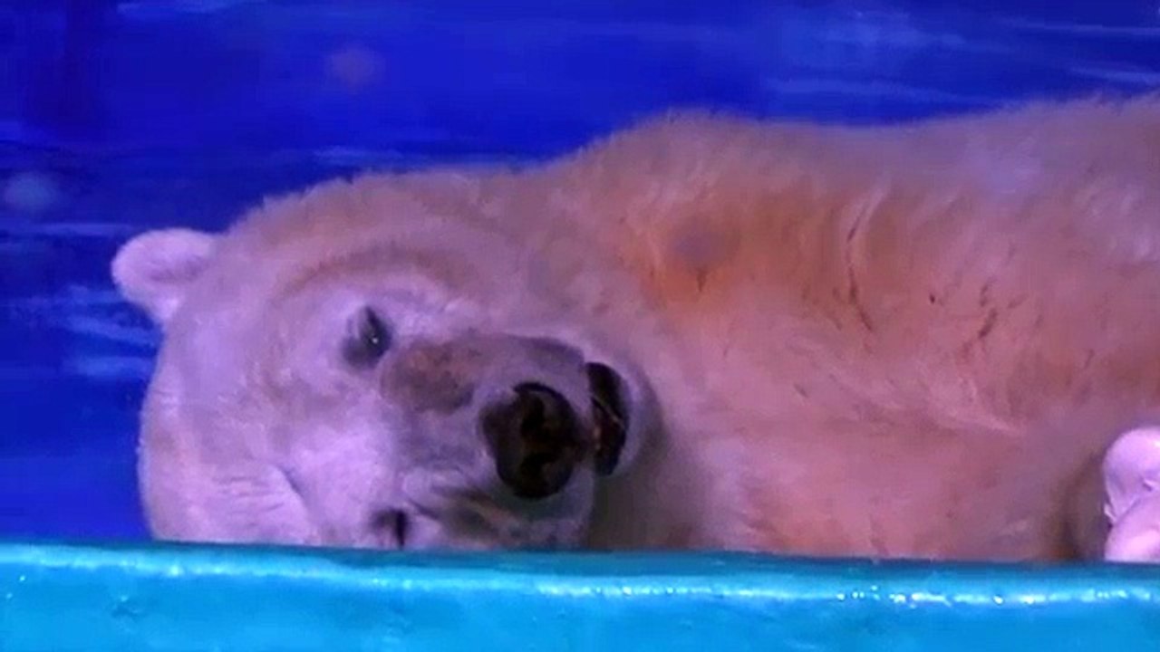 Un ours polaire en captivité pour des selfies