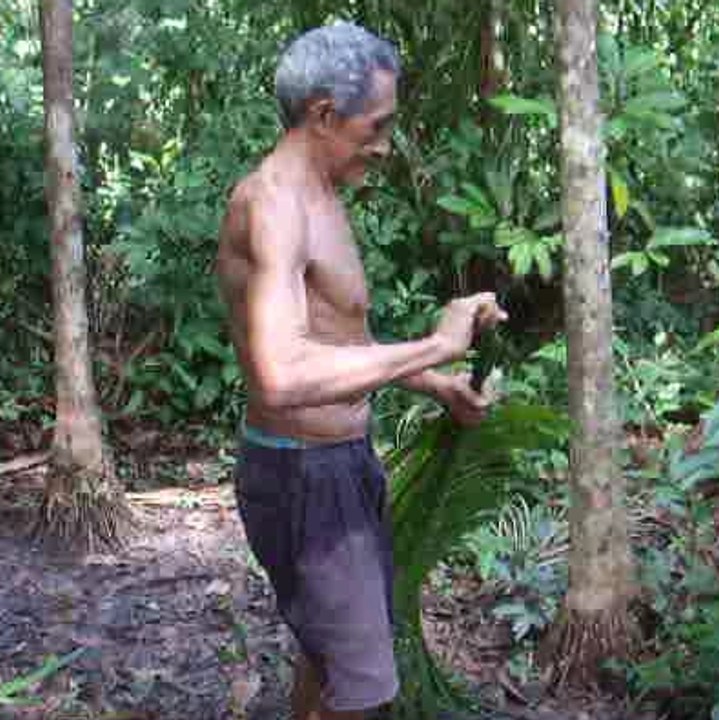 Uma técnica impressionante para subir nas árvores