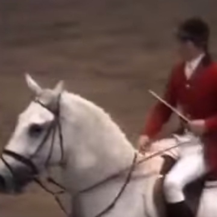 World record high jump for a horse Vidéo Dailymotion