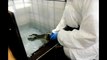 Abbeville : centre de soins des phoques veaux marins