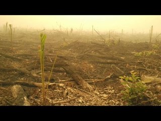 Cerita BNPB Soal Foto 'Habis Bakar Terbitlah Sawit'