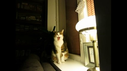 Cat's vertical 'elevator' stretch compilation