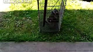 Unusual Baby Raccoon Eviction