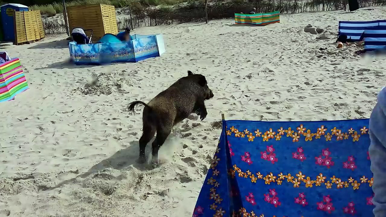 un sanglier qui surgit de la mer