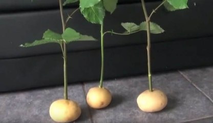 Ela espetou galhos de rosas nas batatas... O resultado? Surpreendente! Nunca imaginei que fosse tão fácil!