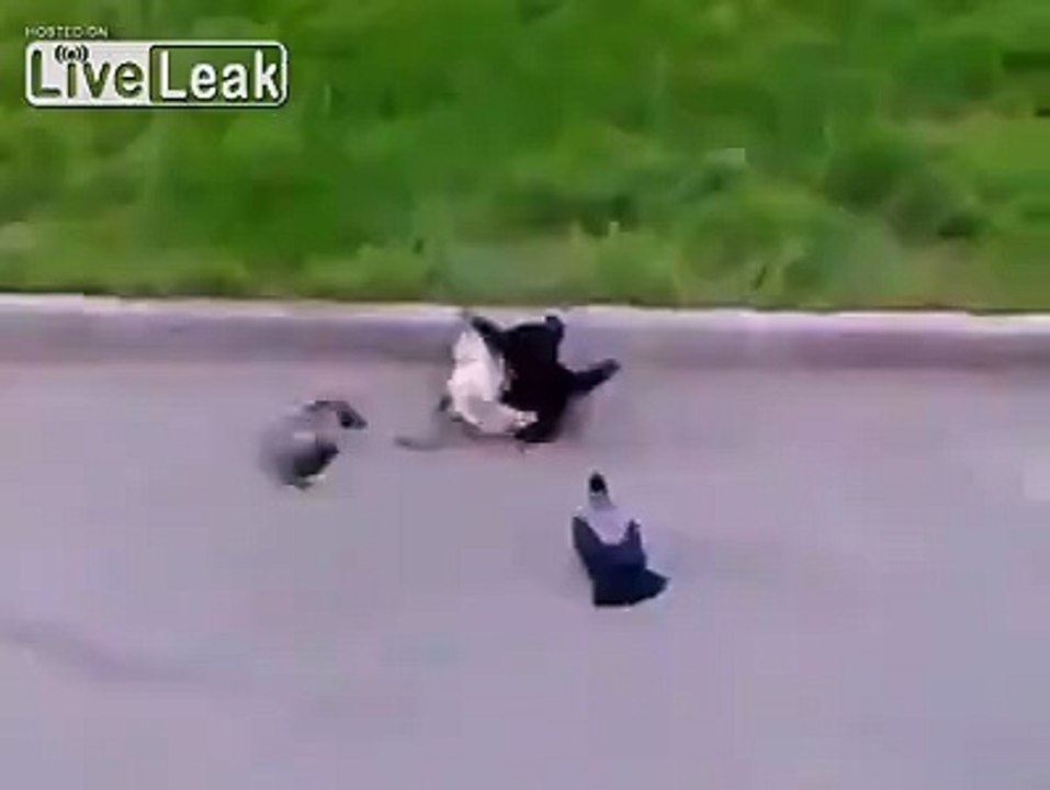 Epic Dance Battle of Cute Kittens| Funny Cats Compilation