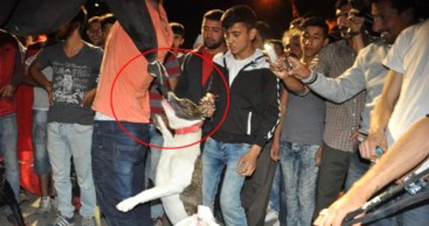 Pitbull Cinsi Köpeklere, Fetullah Gülen Maketini Parçalattırdılar