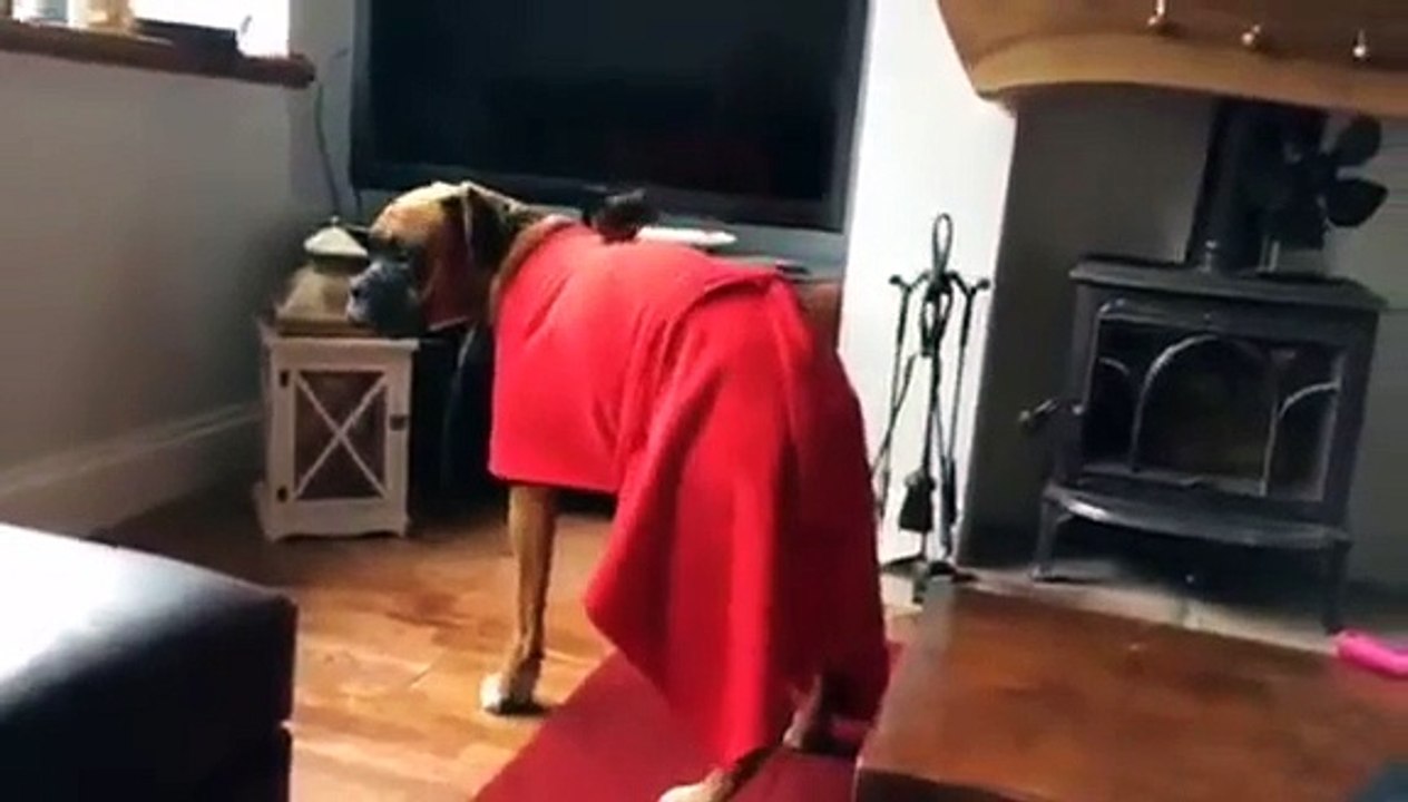 Mais qu'est-ce que j'ai sur le dos... Chien VS poussin