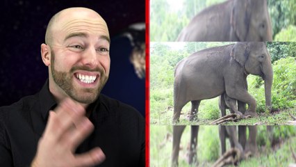 10 AMAZING ANIMALS that Will Soon Go EXTINCT!