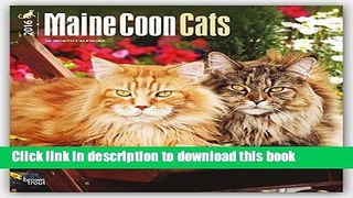 Download Maine Coon Cats 2016 Square 12x12 Wall Calendar  PDF Online