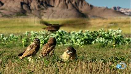 Owl Air Force Protects Dog Town