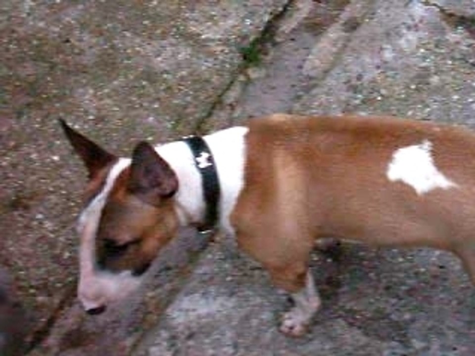 BUFFY 12 MOIS 1