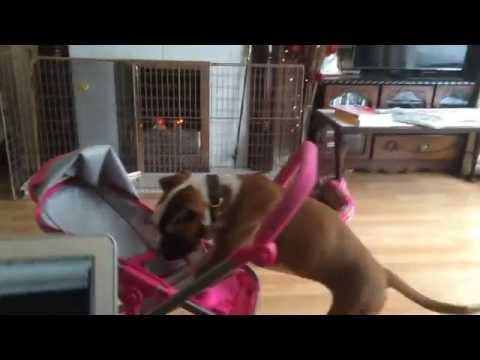 Boxer Puppy Decides to Take Stroller for a Walk