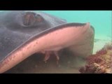 Rays Prey on Crabs During Molting Season