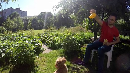 How to play with your dog without tiring yourself?