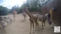 Naissance d'une bébé Girafe à Touroparc