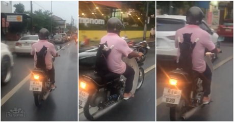 Gato a passear descontraído com o seu dono em viagem de scooter faz sucesso na Internet