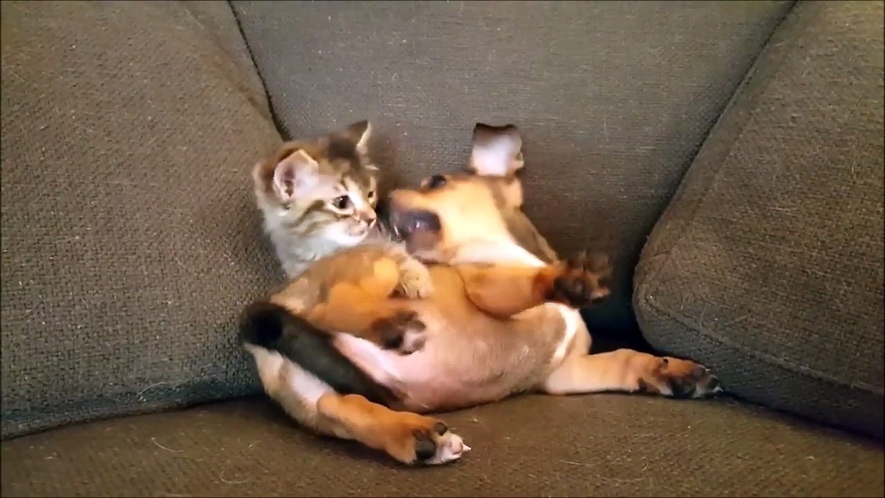 Ce chaton et ce chien s'amusent comme des petits fous