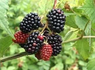 Višestruko niža cena kupine, 20. jul 2016. (RTV Bor)