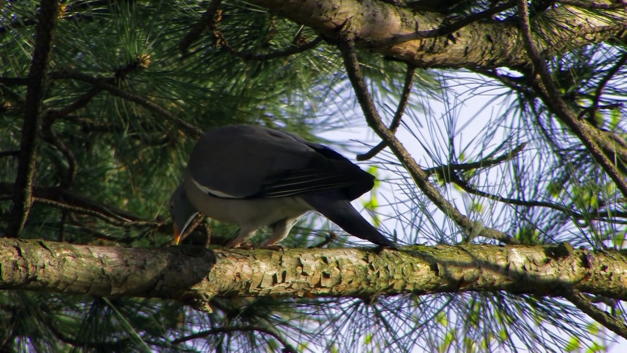 Pigeon Ramier.