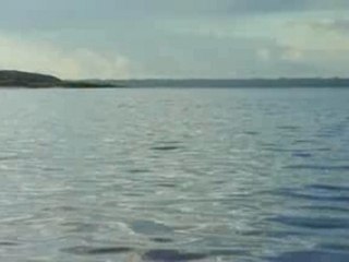 Dauphins gris et roses