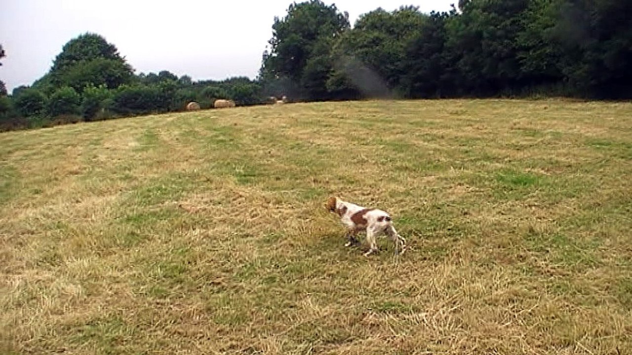 Merkur arrêt sur caille  - Copie