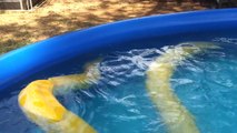 Une fillette joue avec un python birman géant dans une piscine!