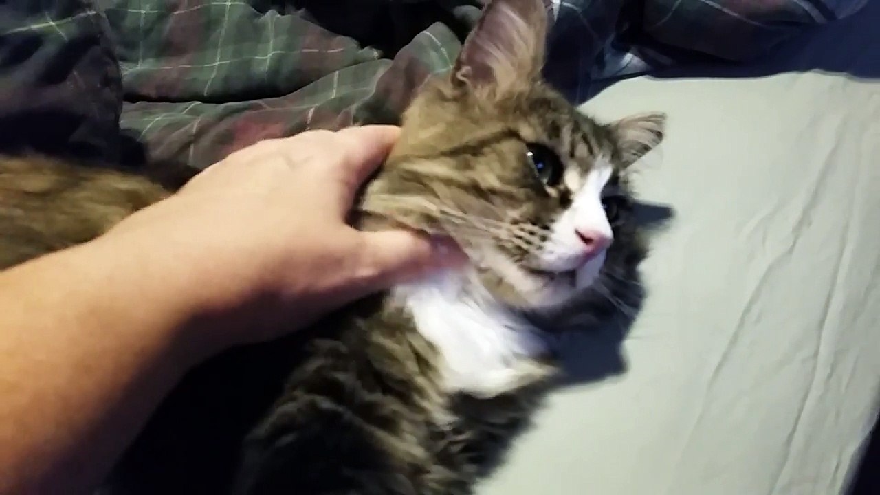 Oscar, Feel the Love