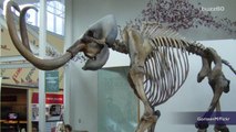 How Reviving Woolly Mammoths Could Protect the Planet