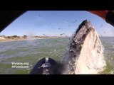 Whales Surface Next to Flute Player in Half Moon Bay