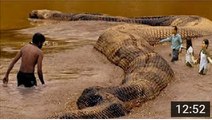 Giant Anaconda   World s Biggest Python Snake Found in Amazon Rainforest   Longest Python Attacks_HD