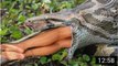 Most amazing wild animal attacks #2 - Giant Anaconda   Biggest python snake kills and swallows deer_HD
