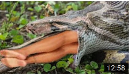 Most amazing wild animal attacks #2 - Giant Anaconda   Biggest python snake kills and swallows deer_HD