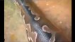 World s Biggest Python Snake Found in Amazon Rainforest   Giant Anaconda - Longest Python Attack Cow_HD
