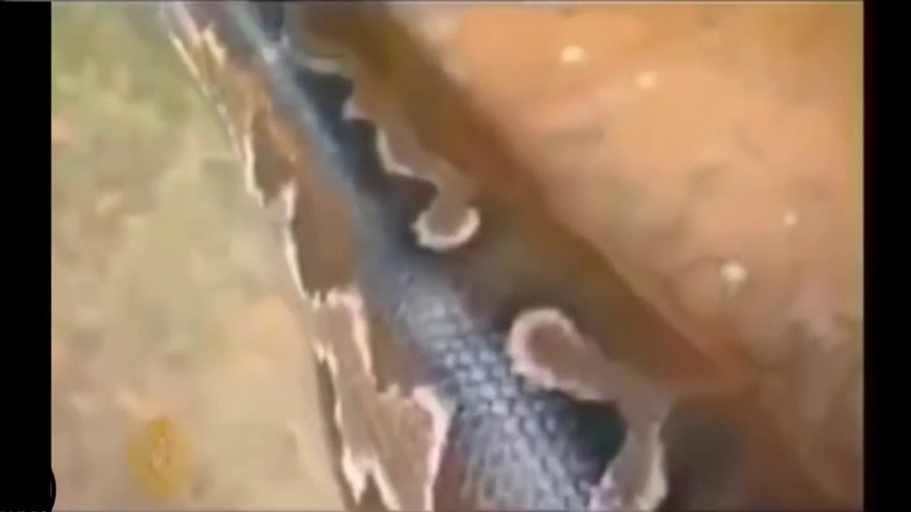 World s Biggest Python Snake Found in Amazon Rainforest   Giant Anaconda - Longest Python Attack Cow_HD