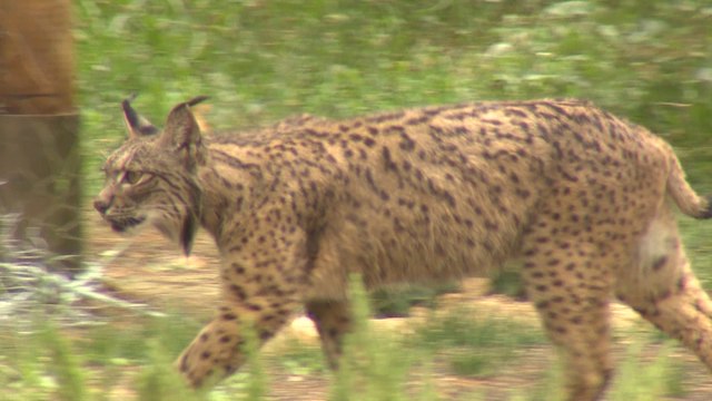 Una pareja de linces llega al Zoo Aquarium de Madrid