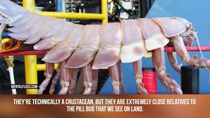 The Biggest Bugs Ever Found