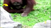 Amazing! Animals Protects Others Animals 2016   HD
