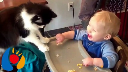 amazing  funny cats compilation 2016