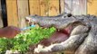Florida Man Brushes His Gator's Teeth